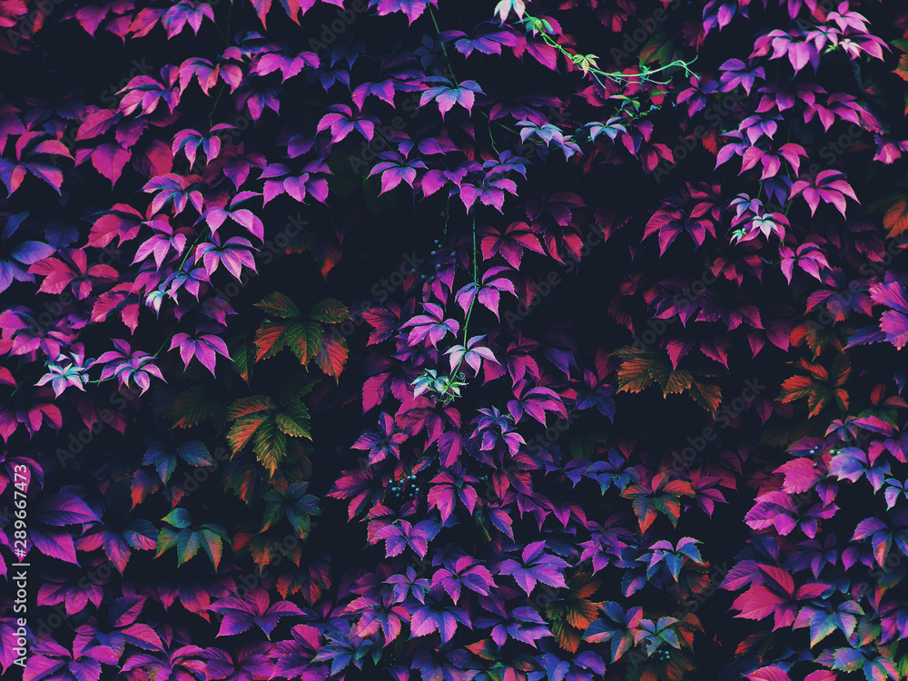 Autumn foliage in the forest Autumn foliage in the forest