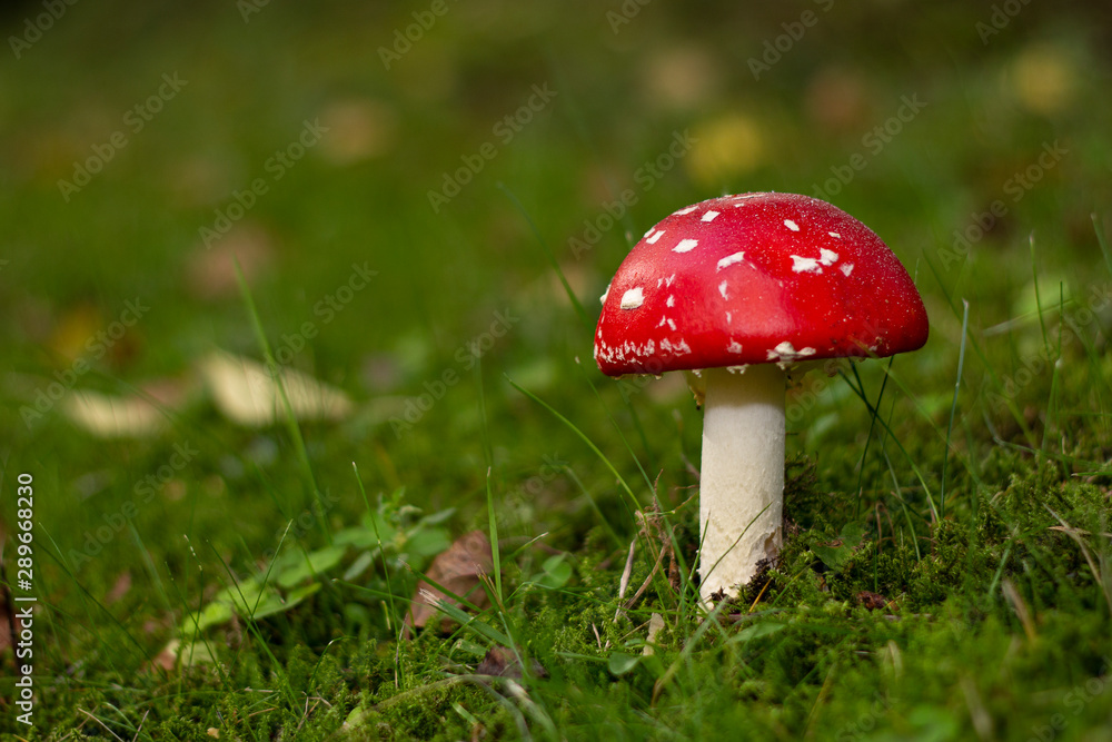Amanita muscaria mushroom Amanita muscaria mushroom