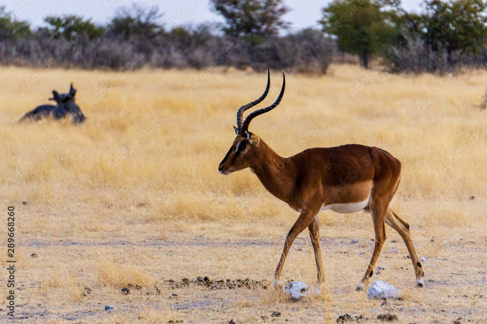 Impala (Aepyceros melampus) male animal with curved antlers looking backward in early morning sun in Kruger National park, South Africa Impala (Aepyceros melampus) male animal with curved antlers looking backward in early morning sun in Kruger National park, South Africa