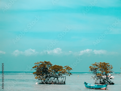 tree on the beach