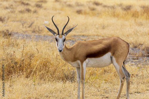 Springbok (Antidorcas marsupialis) head and shoulders, Kalahari Desert, South Africa against blurred natural background
