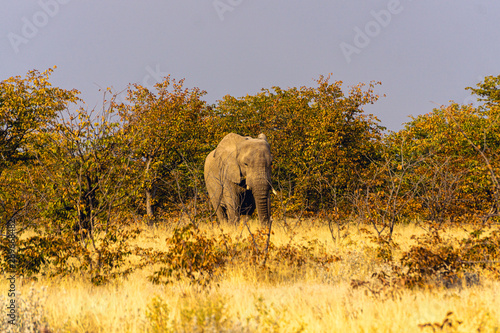 One African Elephant -Loxodonda Africana- emerging from the bushes in Etosha National Park, Northern Namibia.