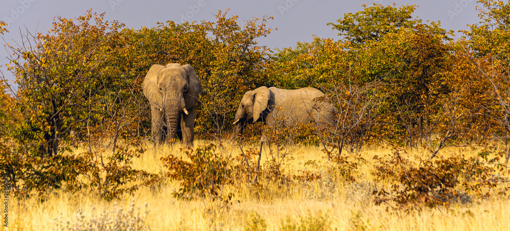 Obraz premium Elephants eat a small shrub, Kenya