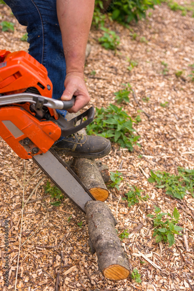 Sawed branches from a tree with a chainsaw in the garden. Focus on sawing wood Sawed branches from a tree with a chainsaw in the garden. Focus on sawing wood