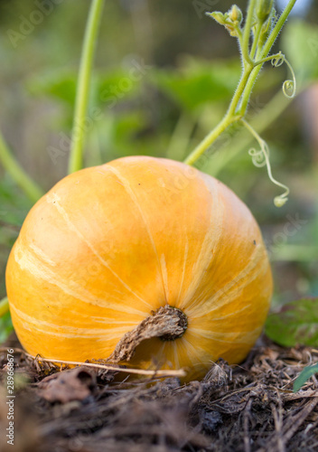 Image of pumpkin with green leaves in garden