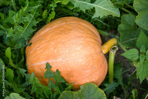 Photo of big pumpkin with green leaves in garden
