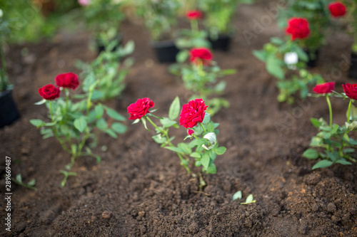 Photo of red roses in garden on summer