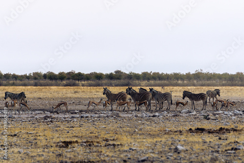 Burchell's zebra, gemsbok and springbok sharing a watering hole in Etosha national park in Namibia Africa