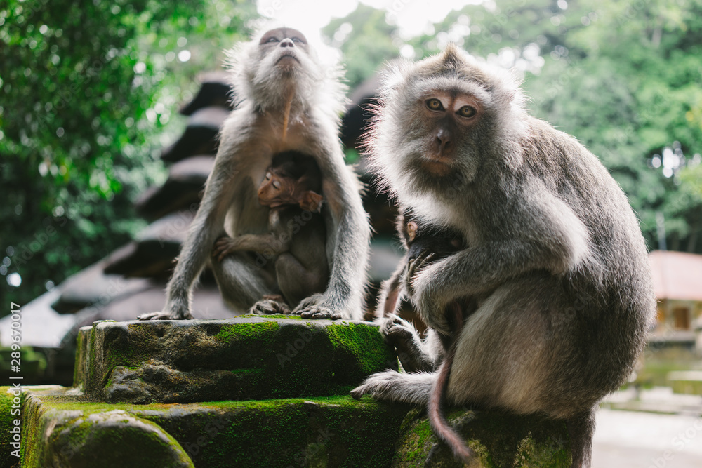 Fototapeta premium Monkey Family