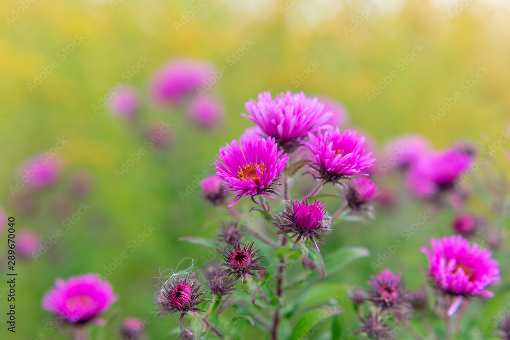 Perennial pink aster flowers in the meadow on an autumn warm day Perennial pink aster flowers in the meadow on an autumn warm day