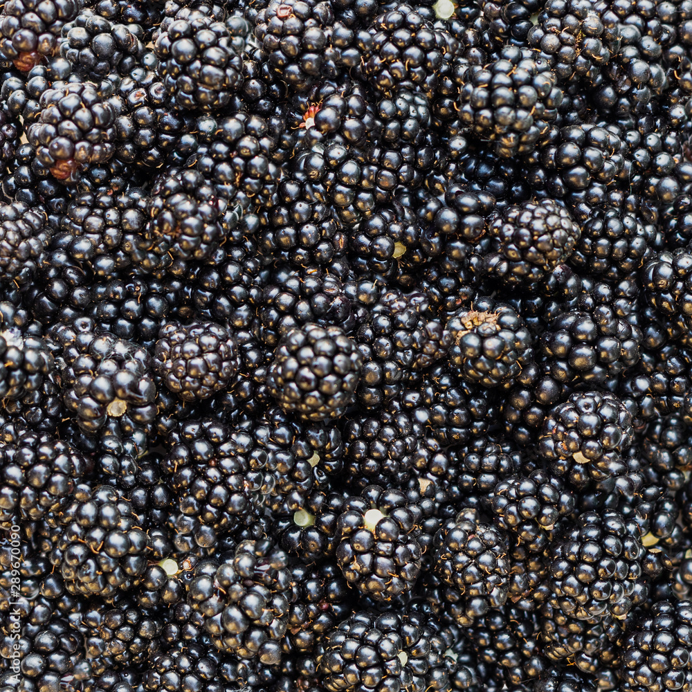 Blackberry background or texture Blackberry background or texture
