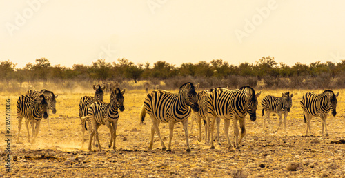 Group of adult and young Plains Zebra  Equus quagga  Walking together  Etosha National Park  Namibia