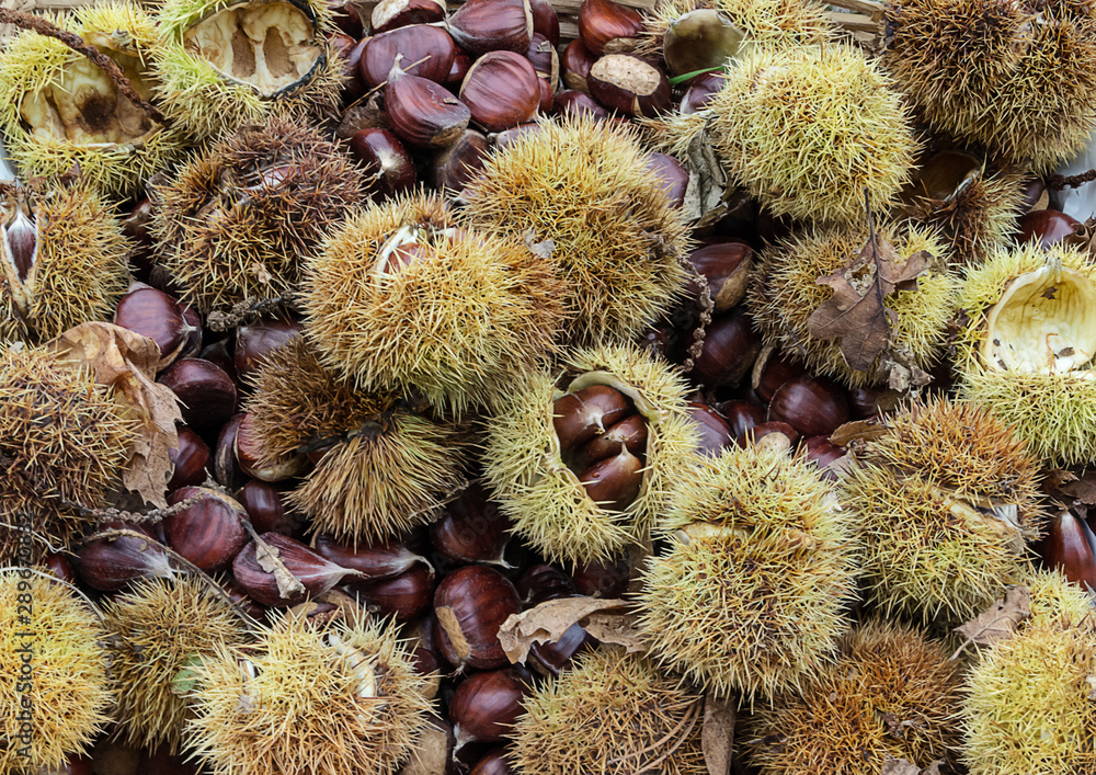 Autumnal composition, chestnuts and hedgehog just picked. Autumnal composition, chestnuts and hedgehog just picked.