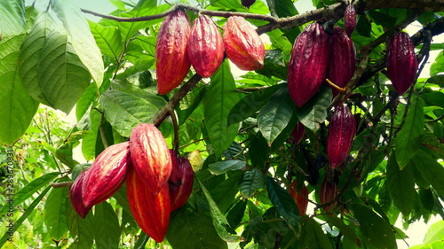 mehrere Kakaofrüchte reifen am Baum photo