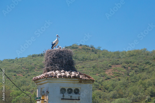 Stork feeding his babies in the nest