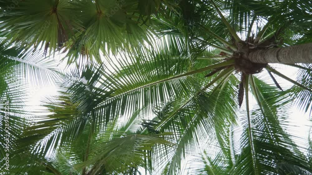 Beautiful tropical palm trees low angle view with rotation on vacation. 4K 29.97 fps