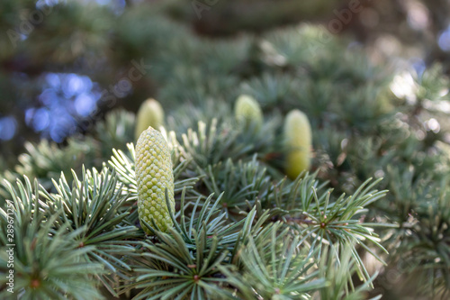 Small Green Pine Cones on Pine Tree