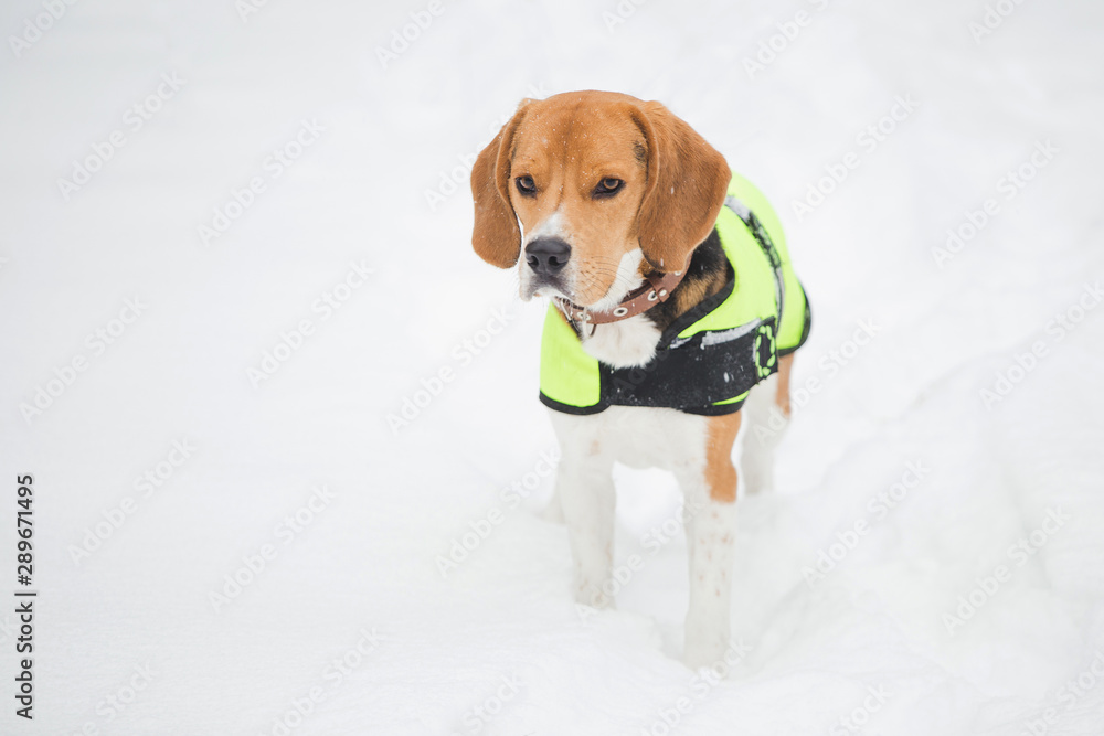 Closeup portrait of beautiful beagle dog having walk in snowy cold winter park. Horizontal color photography.