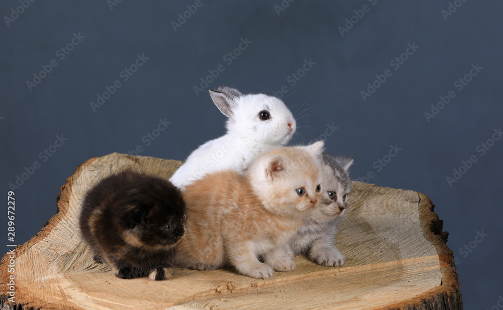 Fototapeta premium white little rabbit and little kittens