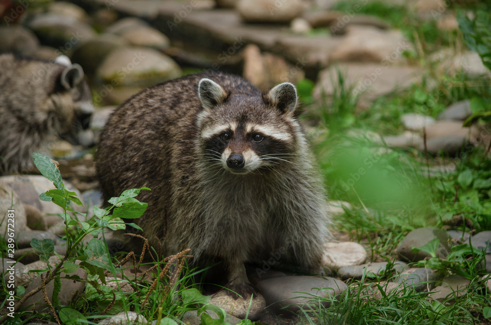 Cute curious raccoon at green forest Cute curious raccoon at green forest