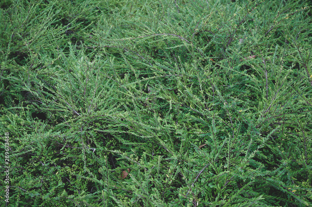 green grasses background green grasses background