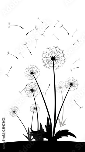 Vector Dandelion silhouette blowing dandelion flying aircraft has been decorated with black paint outdoors on a white background.