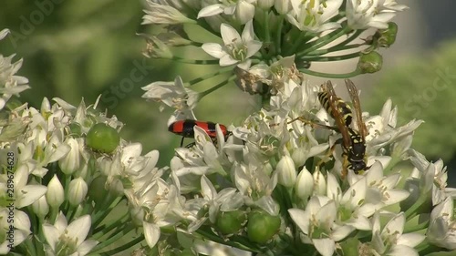 Eine Wespe krabbelt vor einem Bienenkäfer auf den weißen Blüten des Schnittknoblauchs photo