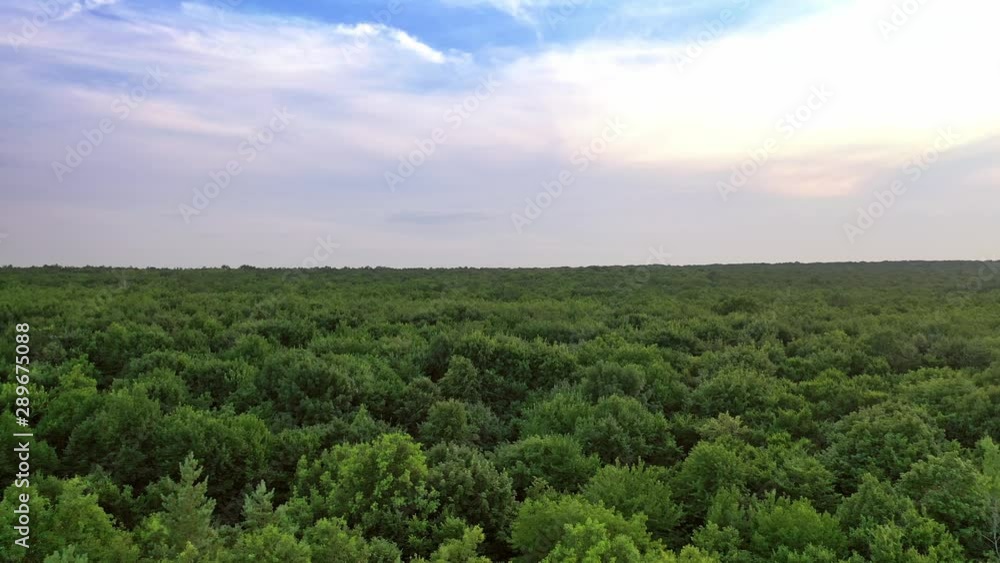 Flying over the green forest in summer day. Panoramic view of natural landscape of woods under blue sky. Aerial view. Camera moves forward. Flying over the green forest in summer day. Panoramic view of natural landscape of woods under blue sky. Aerial view. Camera moves forward.