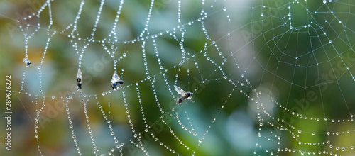 Panorama Spinnennetz mit insekten und Wassertropfen