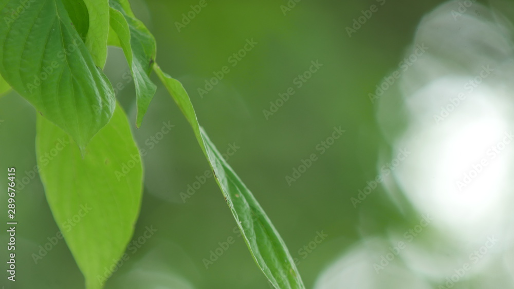 Obraz premium 緑のイメージ