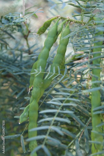 This shrub or small arborescence, taxonomically ranked as Prosopis Glandulosa and casually described as Honey Mesquite, has long been providing food and shelter to life in Big Morongo Canyon Preserve. photo