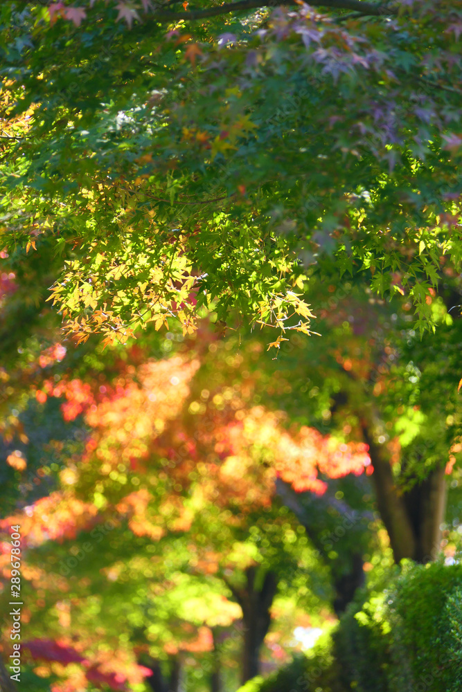 木漏れ日の歩道。下仁田　富岡　群馬　日本。１１月上旬。