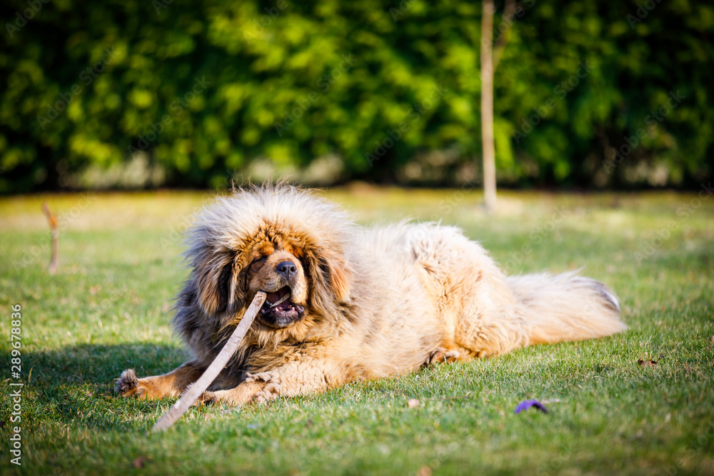 Fototapeta premium Extremely hairy blond dog on grass