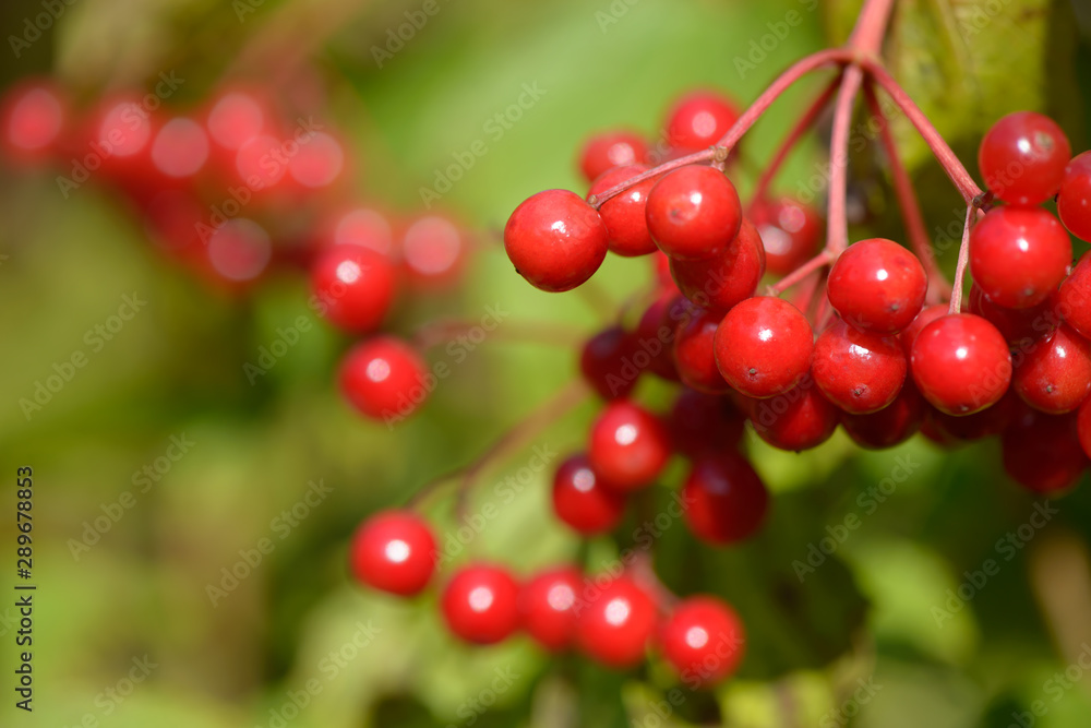 Red ripe berries of viburnum. A branch of red viburnum in the garden or in the forest. Autumn berry, colorful natural background. Wallpaper or image for design with viburnum. Guelder rose. Red ripe berries of viburnum. A branch of red viburnum in the garden or in the forest. Autumn berry, colorful natural background. Wallpaper or image for design with viburnum. Guelder rose.