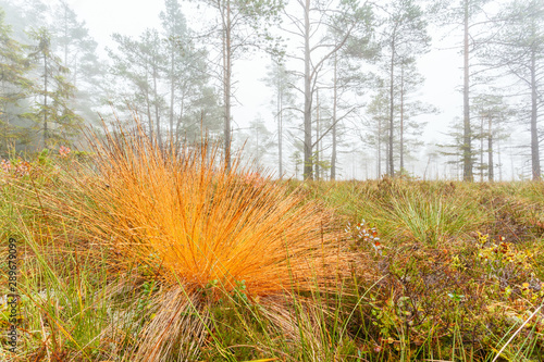 Colorful tuft of grass on a bog