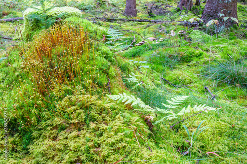 Forest floor with Haircap moss and ferns