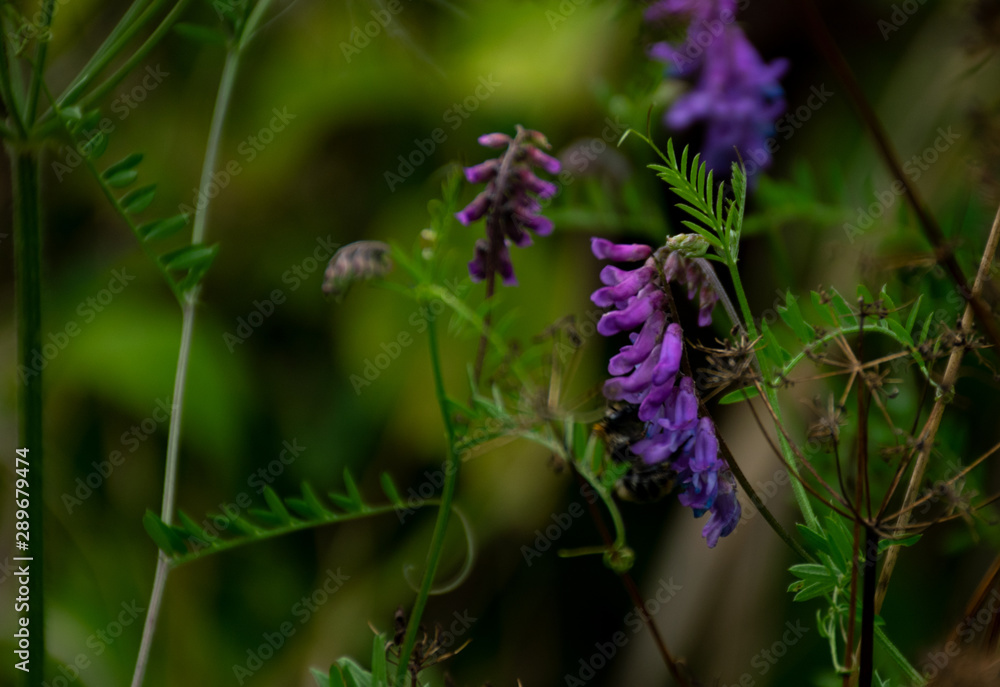 Obraz premium Lila Blume