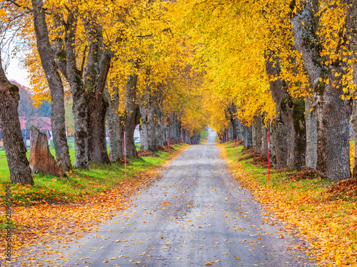 Tree avenue with autumn colours in the country