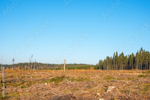 Clearcutting woodland landscape in autumn