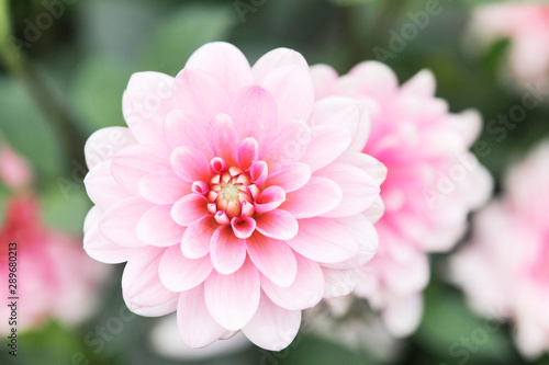 Dahlia Flowers in different colours