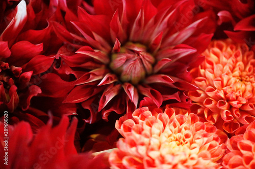 Dahlia Flowers in different colours