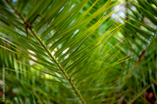 green leaf of palm tree