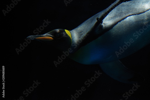 水中の皇帝ペンギン