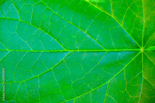 green leaf filling the frame background