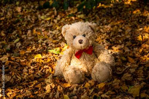 Little beautiful teddy bear Dranik in autumn forest.