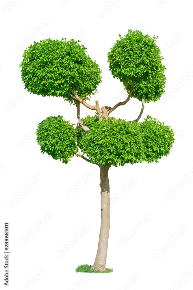 Obraz premium Green topiary tree for garden isolated