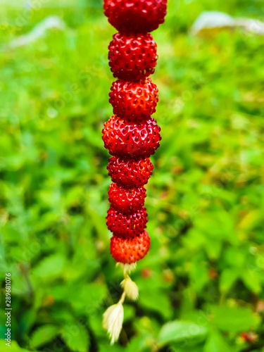 Wild strawberries on a stra...