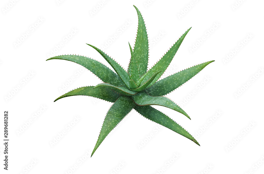 Aloe vera plant isolated on white background. clipping path. Agave plant tropical drought tolerance has sharp thorns