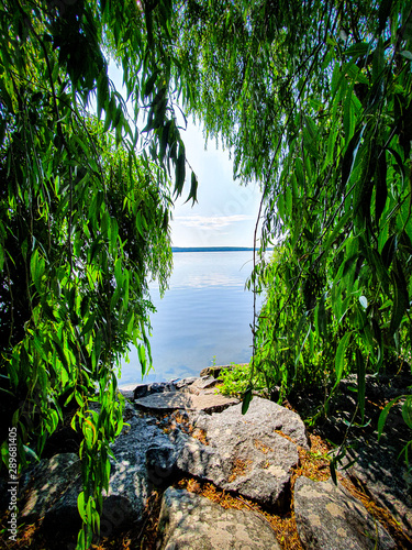 Beautiful green willow tree...