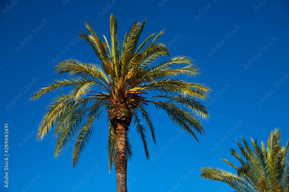 Beautiful spreading palm tree, exotic plants symbol of holidays, hot day, big leaves